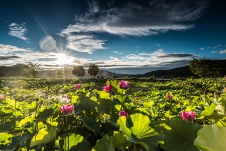 Sunrise - lotus, flower, sunrise, landscape