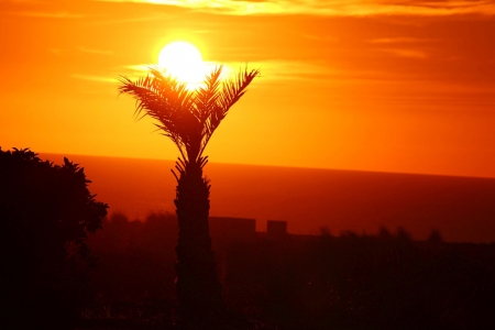 Beautiful - summer, palm, sunset, clouds