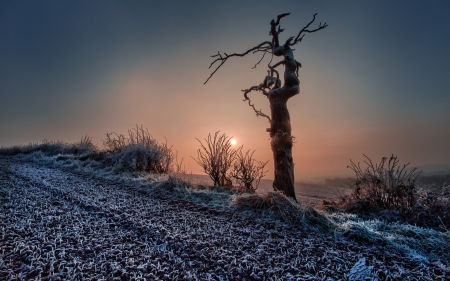 Early Morning Haze - nature, sky, autumn, trees, snow, field, sunset, haze