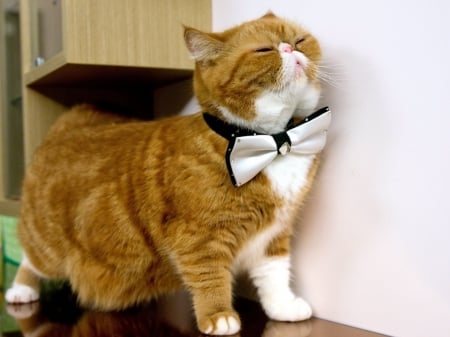 Cat with Bow Tie - animal, bow tie, kitten, cat