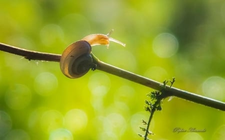 Morning snail - morning, animals, photography, summer, field, wallpaper, meadow, spring, nature, abstract, snail, dawn, grass, garden