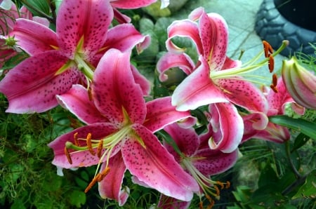 Pink Lilies - Flowers & Nature Background Wallpapers on Desktop Nexus ...