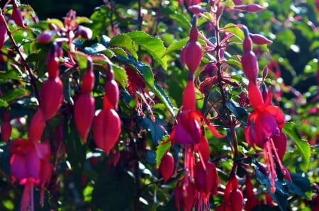 Fuchsia - blossoms, garden, flower, petals, plant