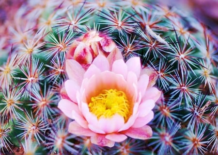 Cactus Flower - bud, petals, plant, blossom