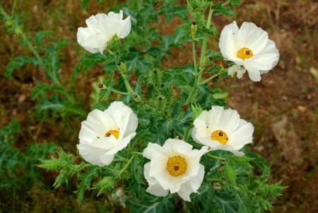 Blooming Weeds - white, blossoms, petals, plant, leaves