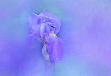 PURPLE IRIS - FLOWER, DEW, PETALS, PURPLE, IRIS