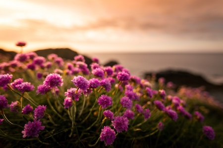 Flowers - nature, flowers, pink, soft