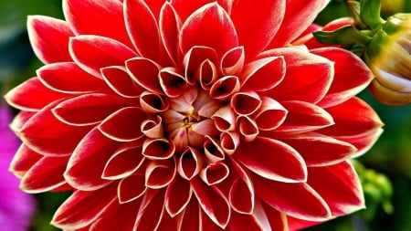 Summer flower - red, summer, asters, dahlias, flowers, macro, nature, tinged