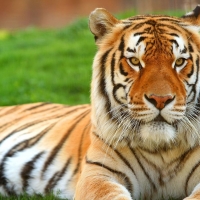 tiger