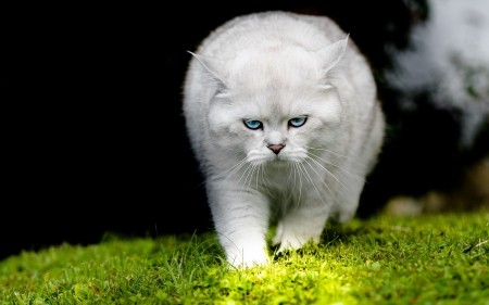 White cat - white, blue eyes, sneak, cat