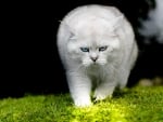 White cat