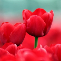 Summer Red Tulips