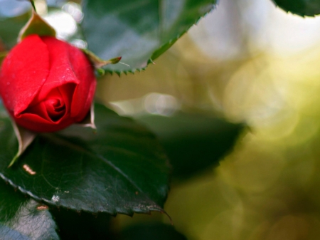 Unopened Bud of a Red Rose - nature, red, flowers, rose, bud