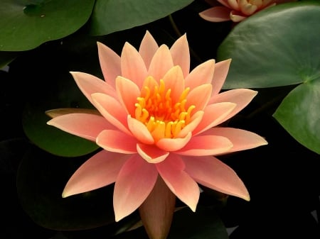 Waterlily - garden, pond, petals, water, blossom, leaves