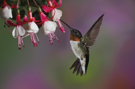 Hummingbird - flying, blossoms, petals, fuchsia