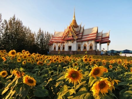 Temple in Thailand - sunflowers, blossoms, petals, summer, plants, fiels