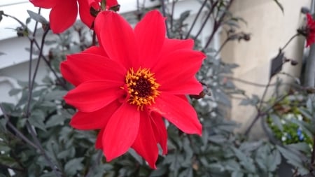 Summer bloom - red, summer, flower, petals, bath