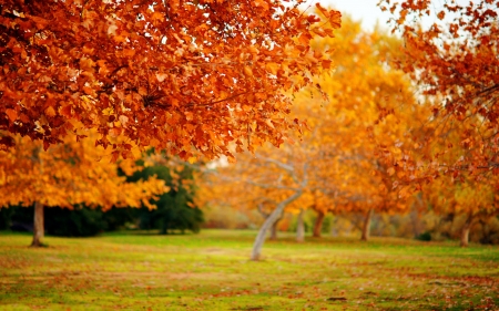 Autumn Leave - leaves, orange, autumn, yellow