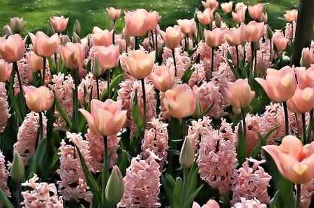 Tulip Field - tulips, field, flowers, pretty