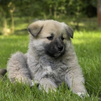 Cute Little Puppy