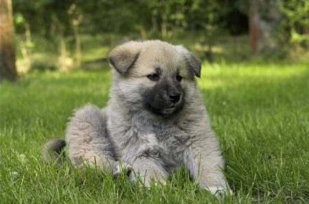 Cute Little Puppy - cute, garden, puppy, little