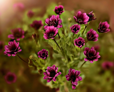 Purple Flowers - green, purple, flowers, spring