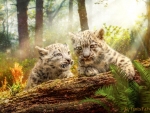 Snow Leopards