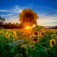 Sunflowers field at sunrise