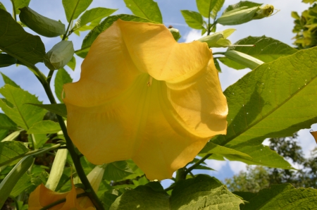 Angel's Trumpet - summer, garden, plant, blossom, leaves