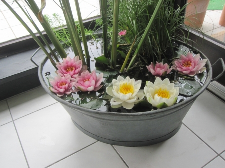 Waterlilies - tub, blossoms, water, decoration, petals, indoors