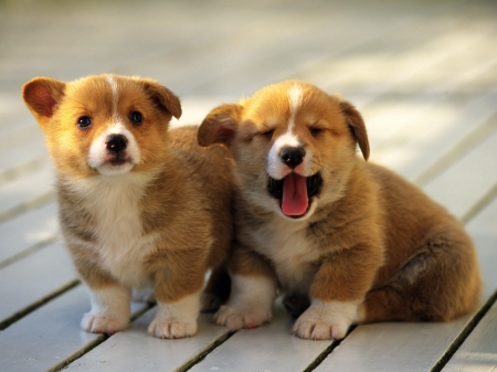 Corgi Puppies - ANIMAL, puppies, dogs, corgi