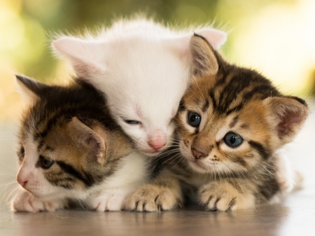 Cute Kitties - animal, kitten, kitties, cat