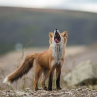 Yawning fox