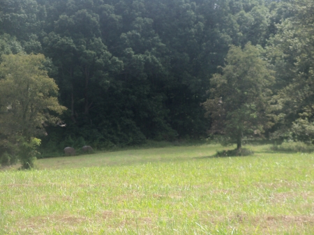 Field of Trees - Trees, Tennessee, Nature, Fields