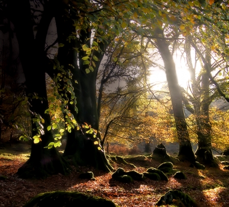 Into the Forest - nature, pretty, forest, trees