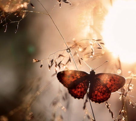 Butterfly - animal, butterfly, pretty, light