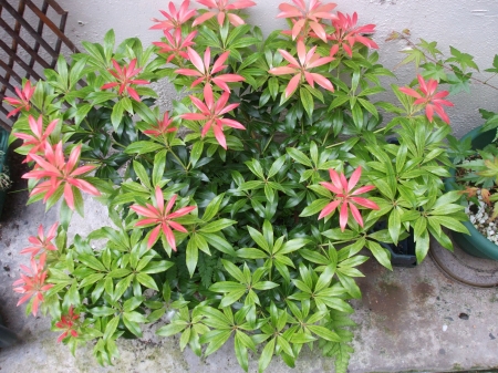 Pieris - plant, nature, green, red