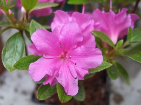 Azalea - plants, flowers, nature, purple