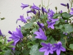 Blue Star of Bethlehem (campanula)