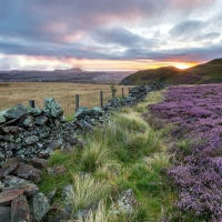 Sunset on Scottish Heather