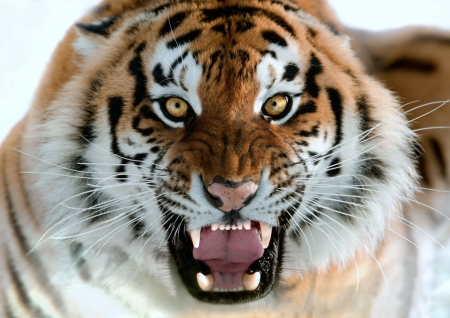 Tiger Eyes - fangs, eyes, tiger, animals