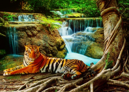 Resting tiger - predator, cat, cascades, waterfalls, waterfall, nature, forest, wild, beautiful, rest