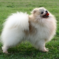 Cute Pomeranian