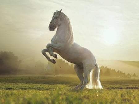 White Horse Reared - field, white, horse, animal