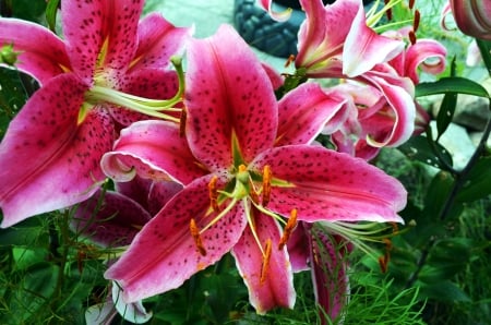 Pink Lily - garden, plants, petals, gardenlily, leaves