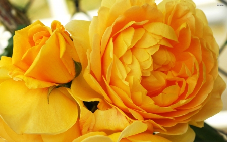 Yellow Rose - bouquet, blossoms, flower, petals