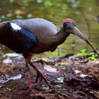 Ibis with catch