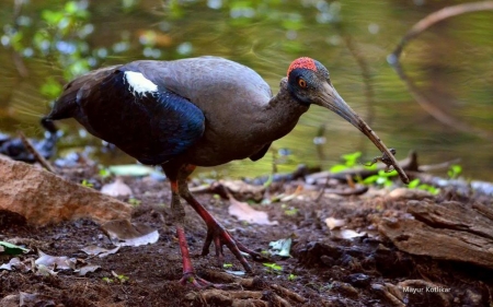 Ibis with catch - ibis, animals, photography, wallpaper, bird, nature, abstract, wilderness, wild, wild animals