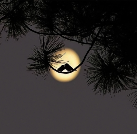 A kiss for goodnight - moon, birds, scenery, romantic, fullmoon, tree, dark, two, shadows, little