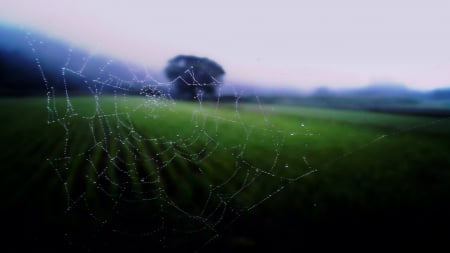 Web - nature, tree, field, web